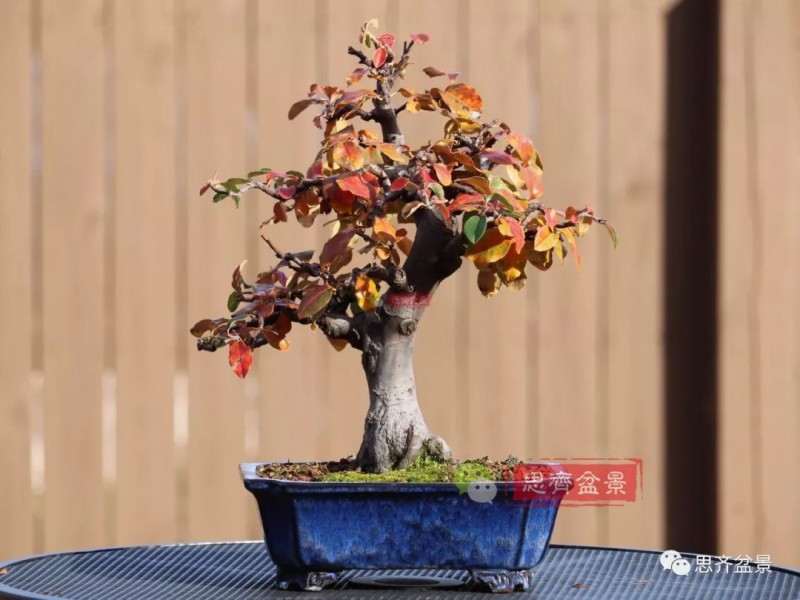 图解 13年将木瓜下山桩制作成盆景