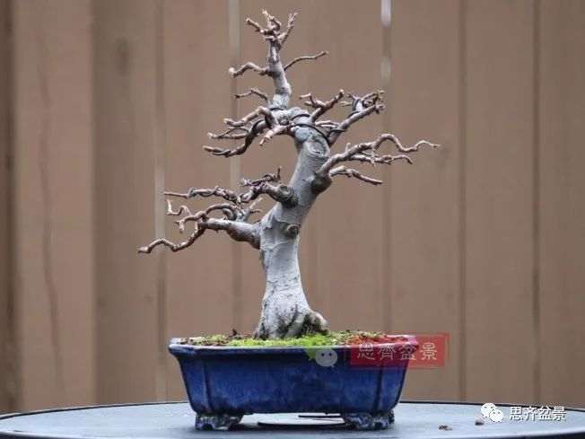 图解 13年将木瓜下山桩制作成盆景