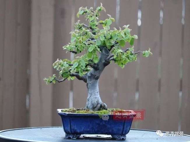 图解 13年将木瓜下山桩制作成盆景