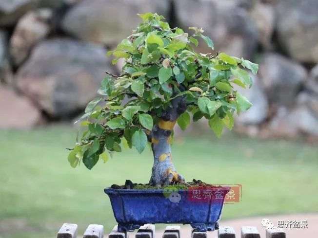图解 13年将木瓜下山桩制作成盆景