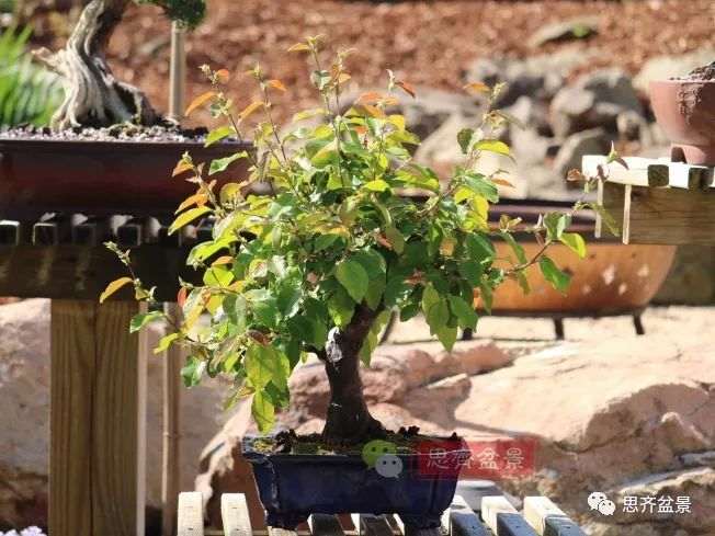 图解 13年将木瓜下山桩制作成盆景