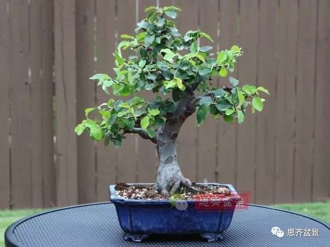 图解 13年将木瓜下山桩制作成盆景