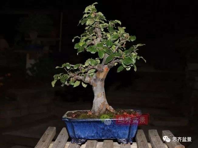 图解 13年将木瓜下山桩制作成盆景