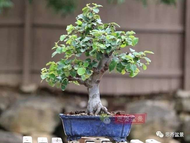 图解 13年将木瓜下山桩制作成盆景