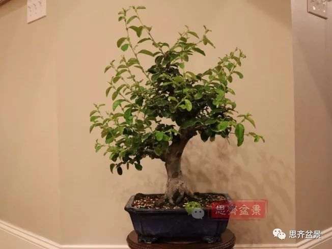 图解 13年将木瓜下山桩制作成盆景