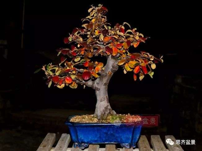 图解 13年将木瓜下山桩制作成盆景