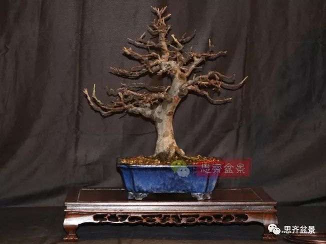 图解 13年将木瓜下山桩制作成盆景