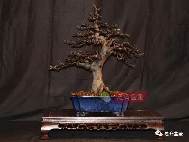 图解 13年将木瓜下山桩制作成盆景