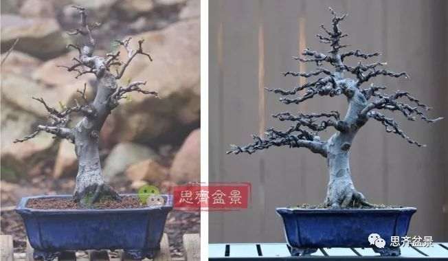 图解 13年将木瓜下山桩制作成盆景