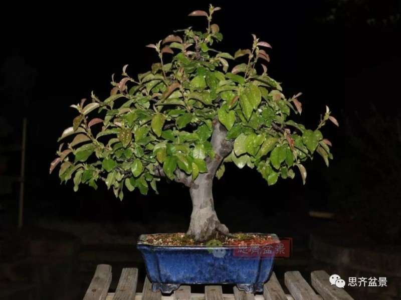 图解 13年将木瓜下山桩制作成盆景