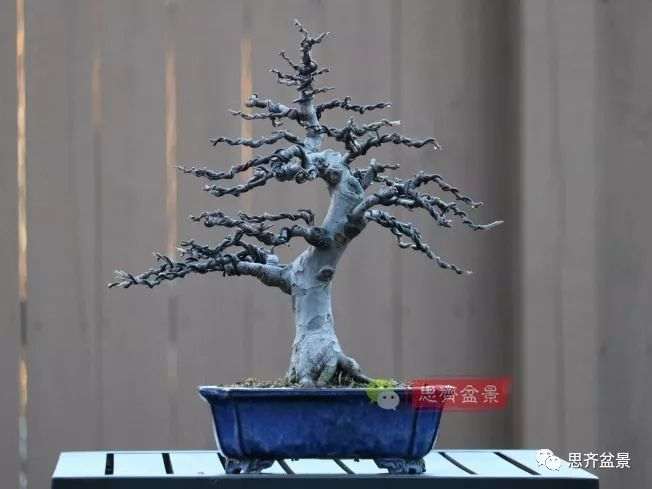 图解 13年将木瓜下山桩制作成盆景