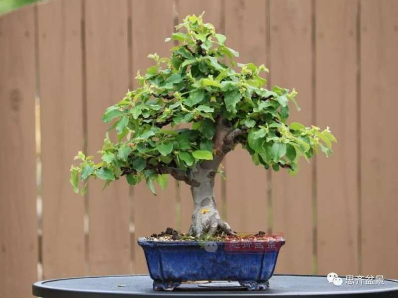 图解 13年将木瓜下山桩制作成盆景