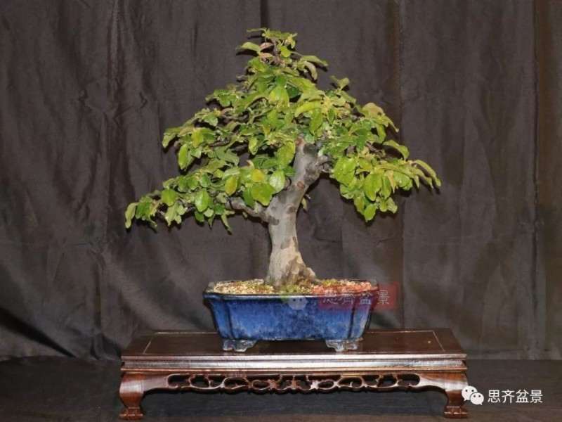 图解 13年将木瓜下山桩制作成盆景