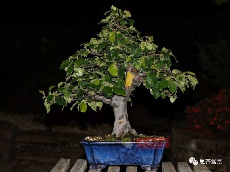 图解 13年将木瓜下山桩制作成盆景