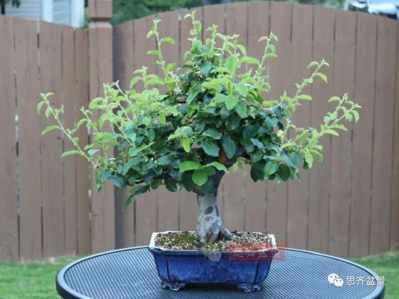 图解 13年将木瓜下山桩制作成盆景