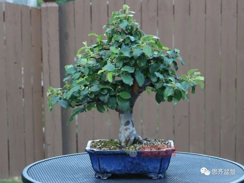 图解 13年将木瓜下山桩制作成盆景