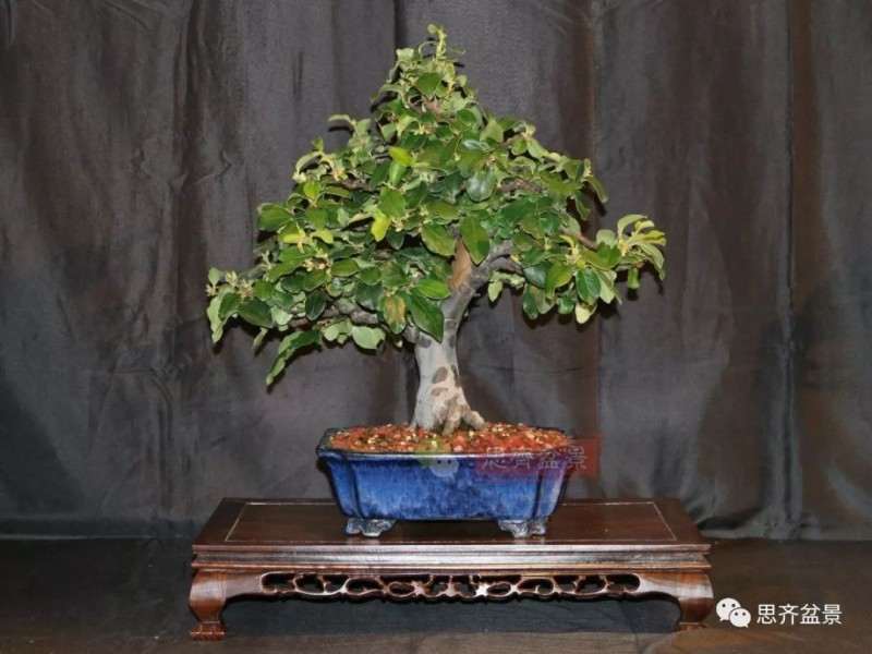 图解 13年将木瓜下山桩制作成盆景