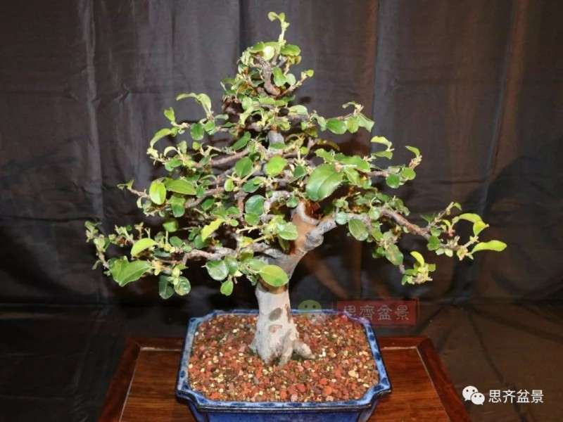 图解 13年将木瓜下山桩制作成盆景