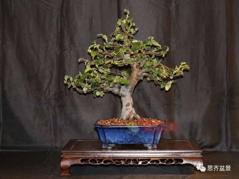 图解 13年将木瓜下山桩制作成盆景