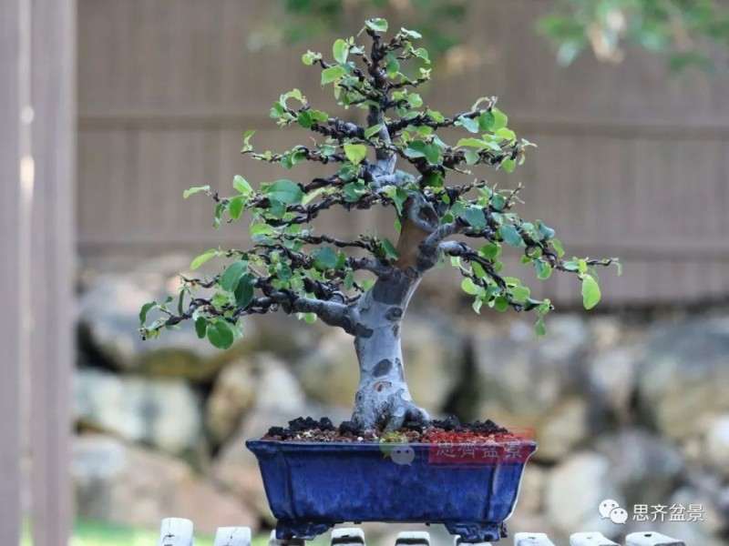 图解 13年将木瓜下山桩制作成盆景