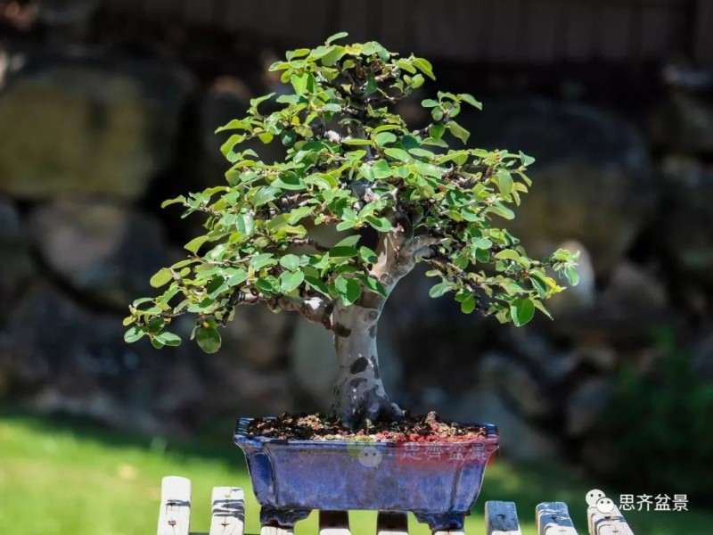 图解 13年将木瓜下山桩制作成盆景