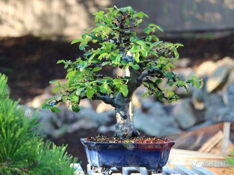 图解 13年将木瓜下山桩制作成盆景