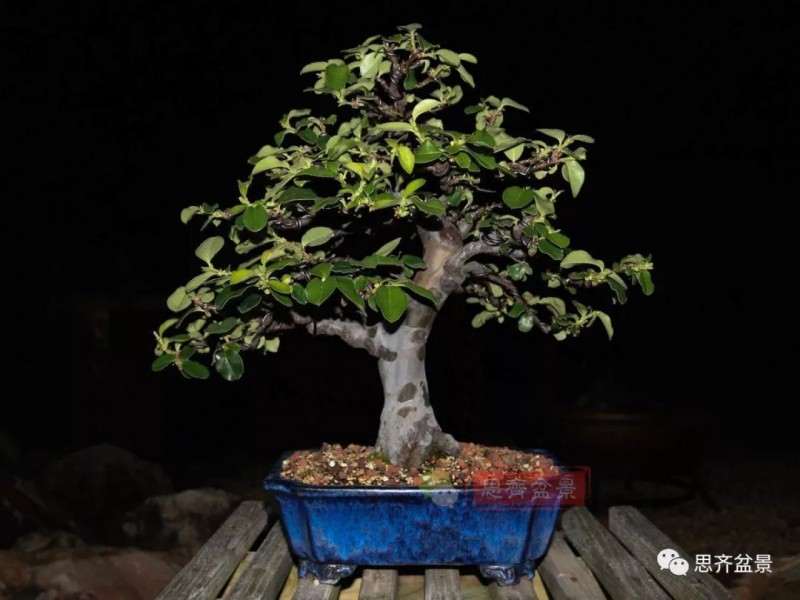 图解 13年将木瓜下山桩制作成盆景