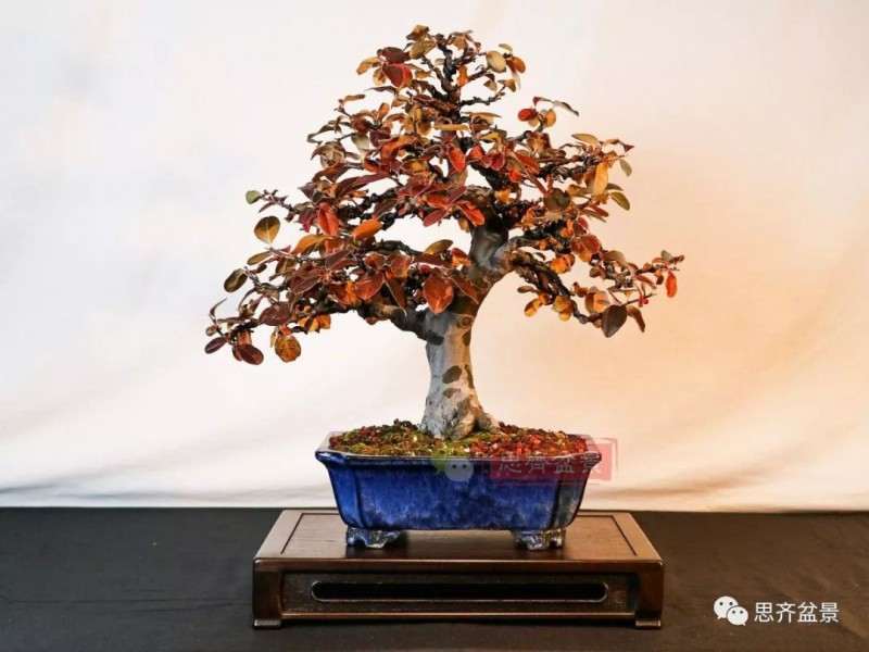 图解 13年将木瓜下山桩制作成盆景