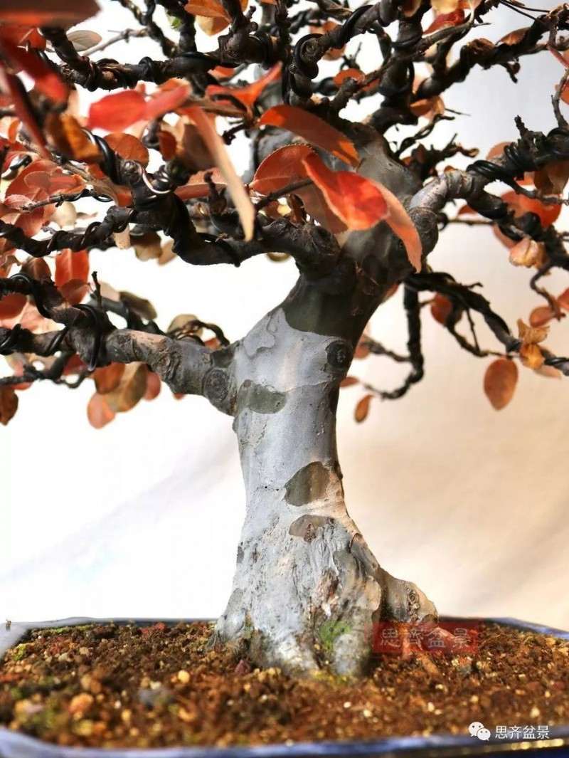 图解 13年将木瓜下山桩制作成盆景