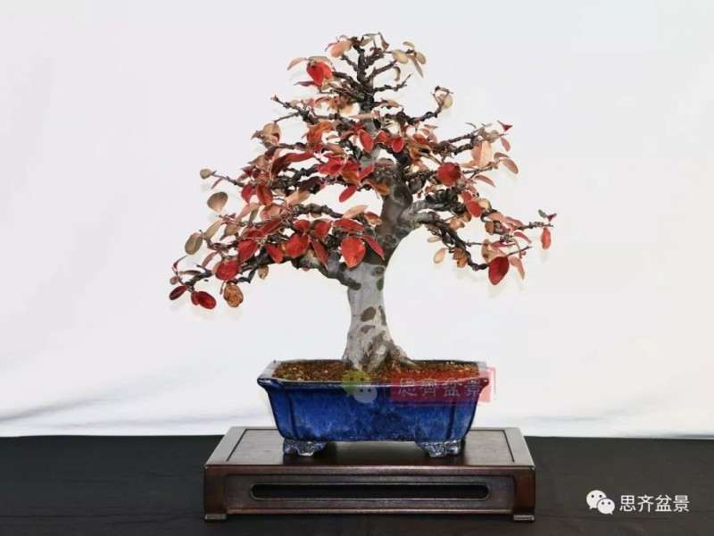 图解 13年将木瓜下山桩制作成盆景