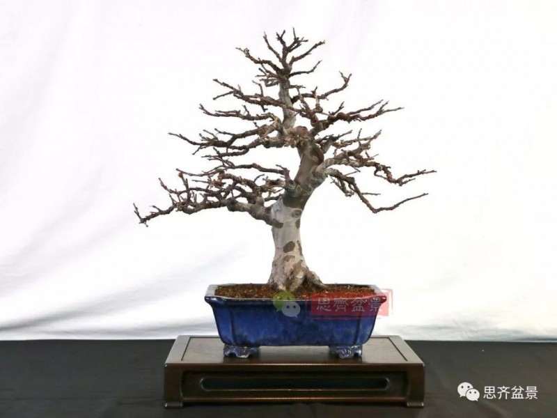 图解 13年将木瓜下山桩制作成盆景