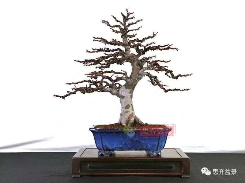 图解 13年将木瓜下山桩制作成盆景