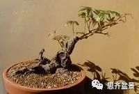 图解 爬山虎下山桩怎么制作盆景的方法