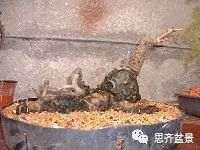 图解 爬山虎下山桩怎么制作盆景的方法