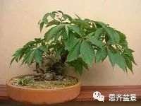 图解 爬山虎下山桩怎么制作盆景的方法