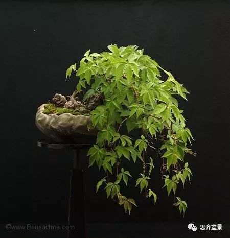 图解 爬山虎下山桩怎么制作盆景的方法
