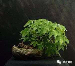 图解 爬山虎下山桩怎么制作盆景的方法