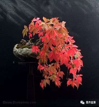 图解 爬山虎下山桩怎么制作盆景的方法