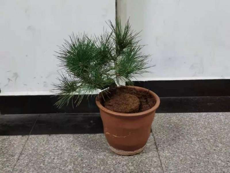 海县公安局成功抓获一名盗窃盆景的男子