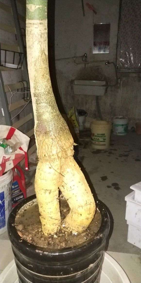 哪根提根下山桩最漂亮 图片