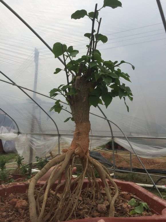 我去 提根下山桩 哪是这样操作的 图片