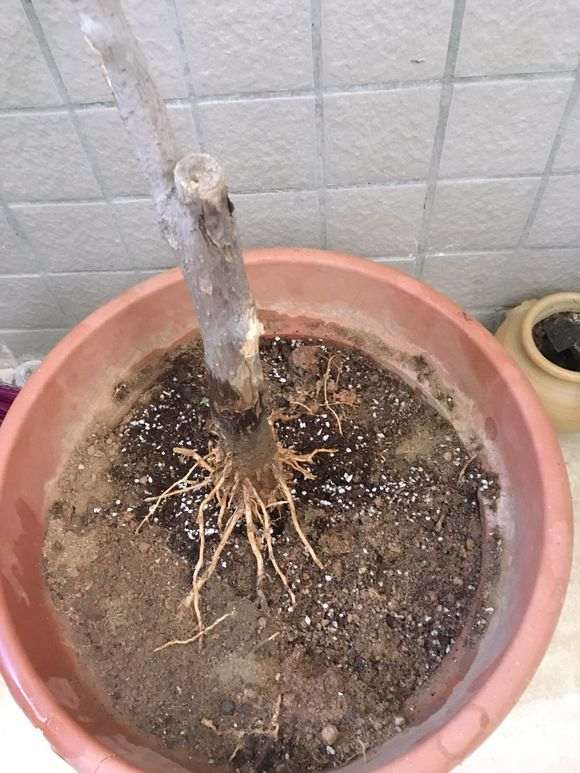 我去 提根下山桩 哪是这样操作的 图片