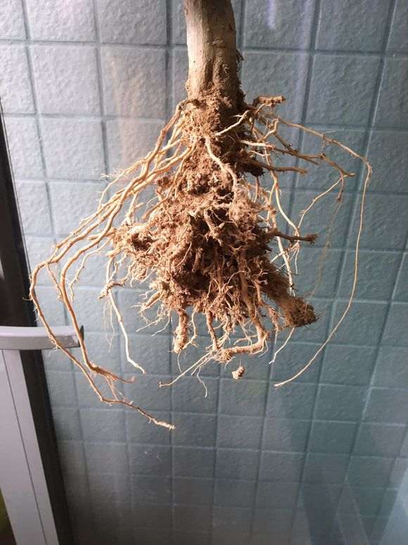 我去 提根下山桩 哪是这样操作的 图片