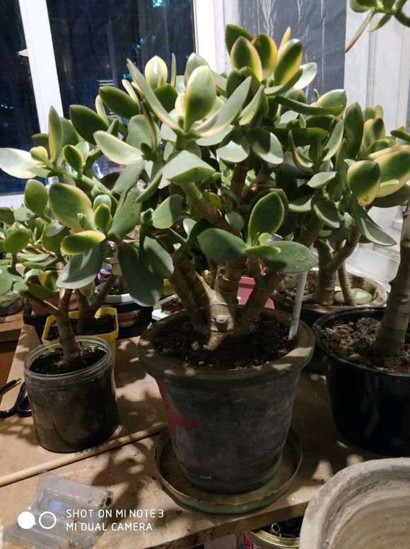 这么粗 可以制作提根盆景吗 图片