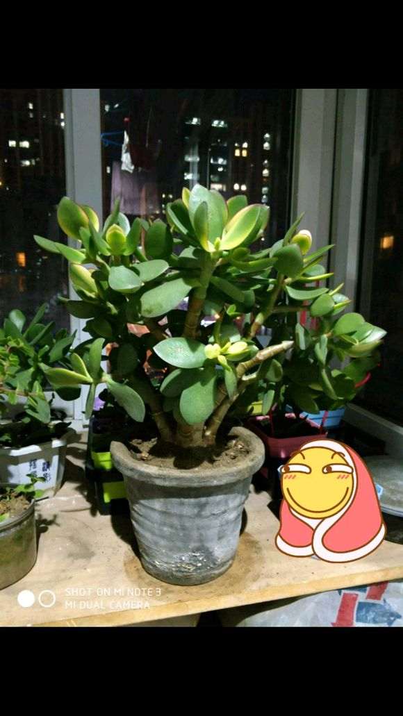 这么粗 可以制作提根盆景吗 图片