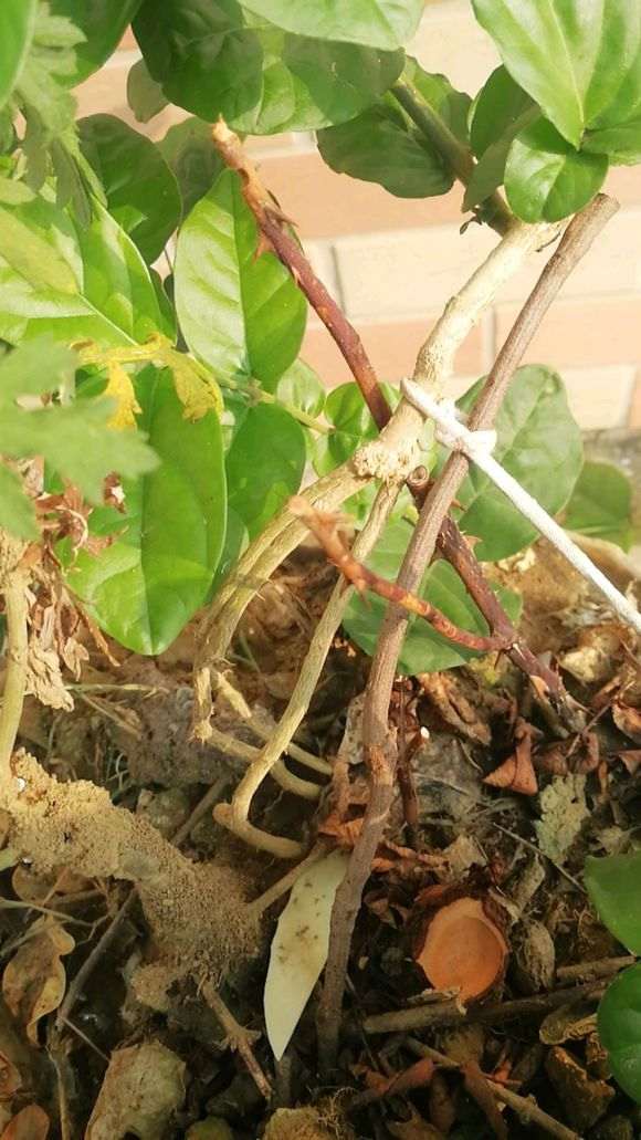 今天把它换盆后 制作提根盆景 图片