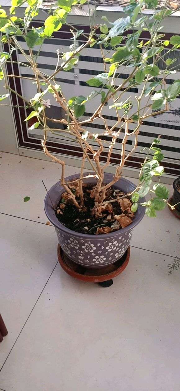 今天把它换盆后 制作提根盆景 图片