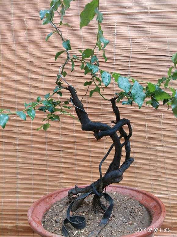 我制作提根盆景 怎么样 帮忙看看 图片