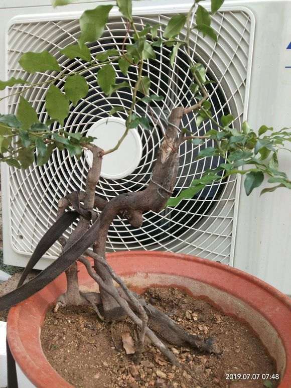 为什么提根盆景要冲根 怎么做 图片