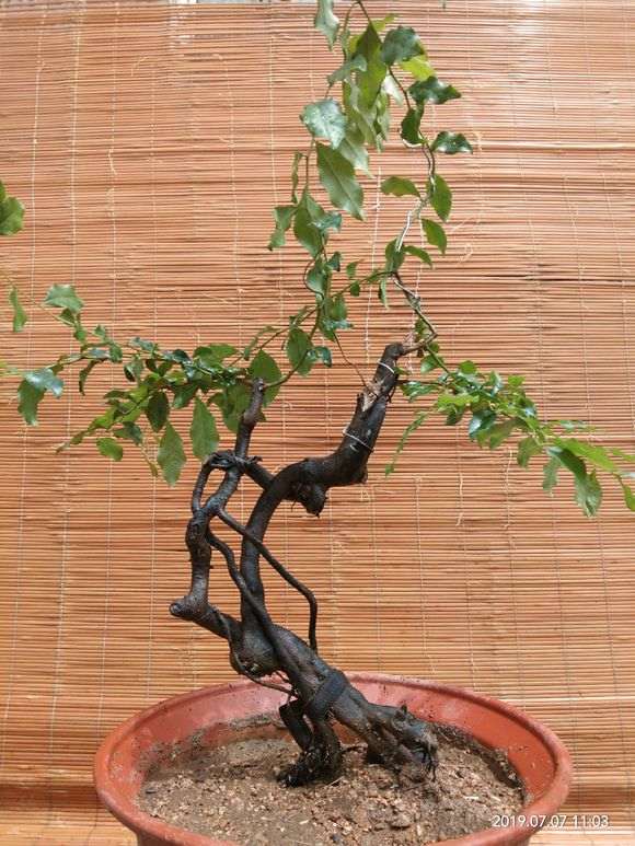 为什么提根盆景要冲根 怎么做 图片